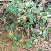 Dicliptera neesii (Trimen) L.H.Cramer